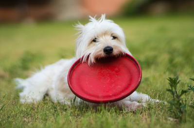 white dog laying in the grass with a red frisbee in its mouth