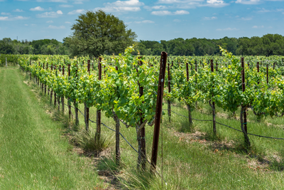 local vineyard in the Texas Hill Country in Fredericksburg TX