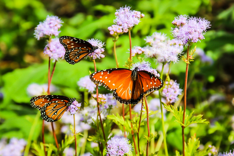 Monarch butterflies rested upon flowers at Wildseed Farms in Fredericksburg
