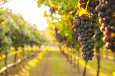 grapes hanging at vineyard