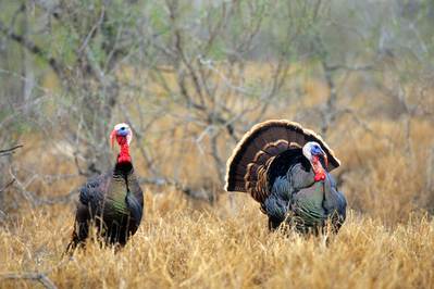texas wild turkeys